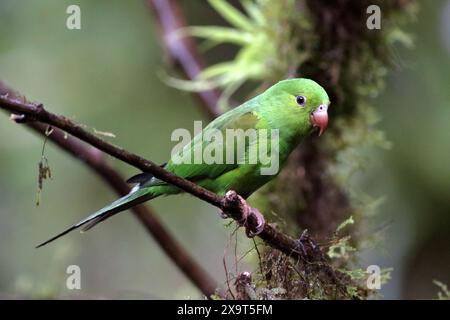 Plain Parakeet (Brotogeris tirica) perched on a branch in the middle of the vegetation Stock Photo