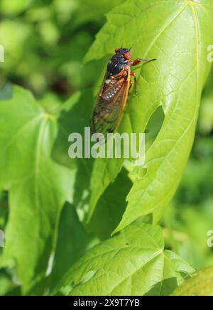 The 17-year Cicada Brood XIII Emerges In The Dunning-Read Conservation ...