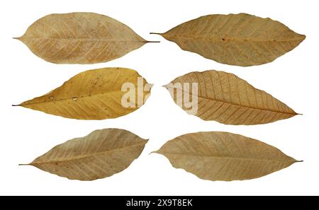 dry leaf or dead leaf isolated on white background Stock Photo