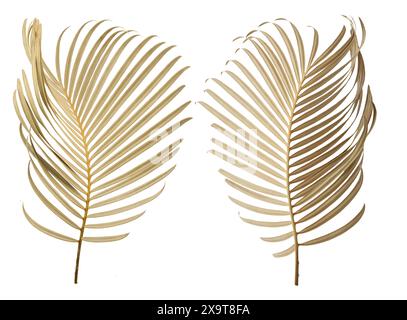 Tropical palm leaf isolated on whit background Stock Photo