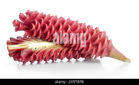 Zingiber Zerumbet flower isolated on white background Stock Photo