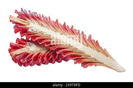 Zingiber Zerumbet flower isolated on white background Stock Photo
