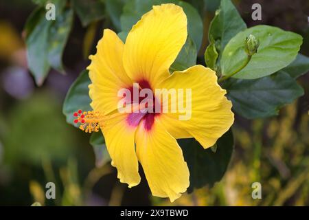 Brilliant yellow and dark red hibiscus against a soft muted green defocused background. Stock Photo