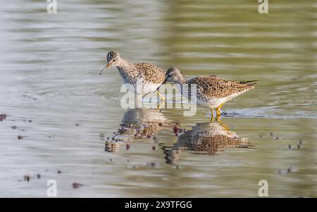 Yellowlegs Pair During Breeding Season in Alaska Stock Photo