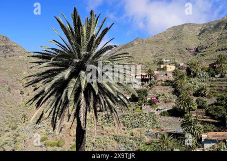 Mountain village Masca, Masca Gorge, Montana Teno Mountains, Tenerife, Canary Islands, Spain, Europe, Large palm tree in the foreground and a hilly Stock Photo