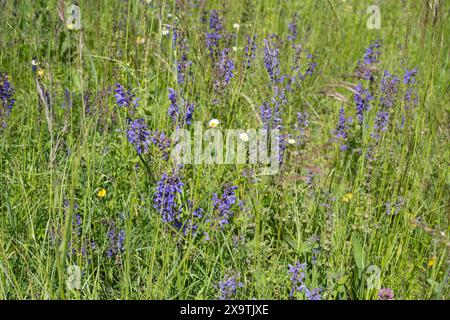 Meadow clary (Salvia pratensis) in a meadow, bee forage meadow, forage meadow, Baden-Wuerttemberg, Germany Stock Photo
