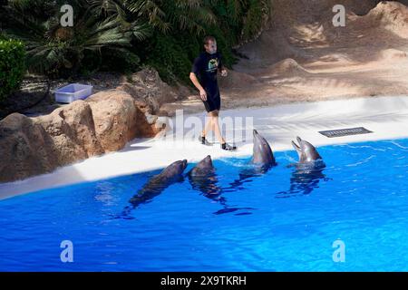 Loro Parque, Puerto de la Cruz, Santa Cruz de Tenerife, Tenerife, Canary Islands, Spain, Europe, Four dolphins swimming in a pool next to a trainer Stock Photo