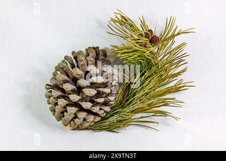 Brown pine cone with branch on white background Stock Photo