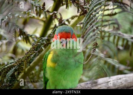 The musk lorikeet is mainly green and it is identified by its red forehead, blue crown and a distinctive yellow band on its wing. Stock Photo