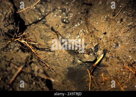 A mudskipper on the mud close to nipa palms on the side of Cigenter river in Handeuleum (Handeleum) Island, Ujung Kulon National Park, Indonesia. Stock Photo