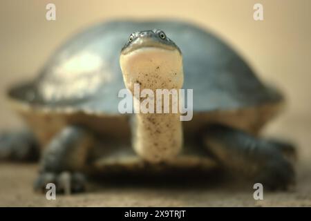 A rare and threatened species of freshwater turtle, the critically endangered Rote Island's endemic snake-necked turtle (Chelodina mccordi). Stock Photo