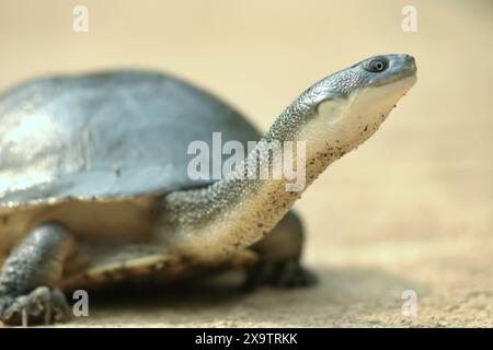 A rare and threatened species of freshwater turtle, the critically endangered Rote Island's endemic snake-necked turtle (Chelodina mccordi). Stock Photo