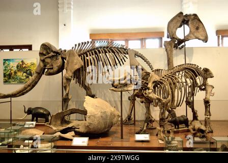 Display of reconstructed extinct megafauna at Museum Geologi (Geology Museum) in Bandung, West Java, Indonesia. Stock Photo