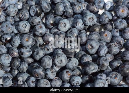 Ripe fresh blueberries top view. Fresh blueberries are one of the most useful berries for health because of their vitamins and antioxidants. Stock Photo