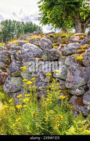 Old stone wall with moss and lichen and wildflowers Stock Photo