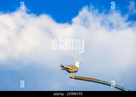 Yellow-legged gull sitting on a lamppost Stock Photo