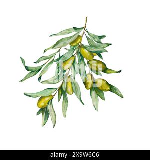 Watercolor Olive Twig with Fruits and Leaves. White Background. For ...