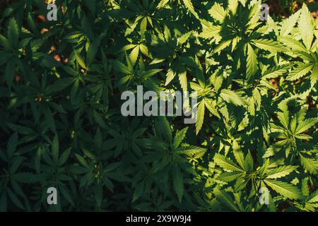 Many large bushes of wild hemp under the sunlight Stock Photo