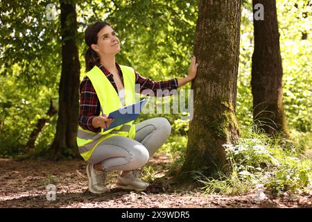 Forester with clipboard examining tree in forest Stock Photo