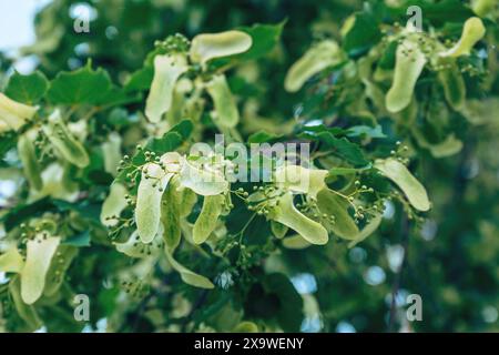 Tilia tree flowers, The tree is known as linden in Europe and basswood in North America, selective focus Stock Photo