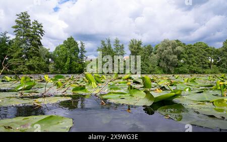 Water Lilly on a pond, plants on a lake, green leaves, biotope and habitat, trees surround river, landscape Stock Photo