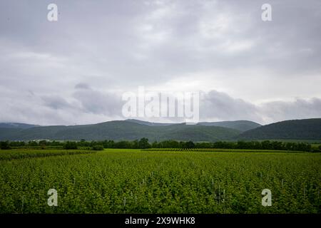 Blick auf die Haardt in Rheinland-Pfalz , Deutschland, Rheinland-Pfalz, 01.06.2024, Ein weitläufiger Blick auf die grünen Weinberge der Haardt in Rheinland-Pfalz unter einem bedeckten Himmel. Die sanften Hügel und die dichte Vegetation schaffen eine malerische Landschaft. Regenwolken ziehen vorbei. *** View of the Haardt in Rhineland Palatinate , Germany, Rhineland Palatinate, 01 06 2024, A sweeping view of the green vineyards of the Haardt in Rhineland Palatinate under an overcast sky The rolling hills and dense vegetation create a picturesque landscape Rain clouds pass by Stock Photo