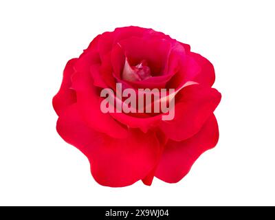 Red rose flower isolated on white. Elegant hybrid tea rose bloom. Classic rose bloom shape. Stock Photo