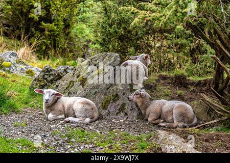 Sheep with bells on in the area near Egersund in Norway Stock Photo