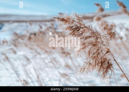 Winter landscape with reeds, lake and mountains. High quality photo Stock Photo
