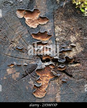 Oak Curtain Crust Mushroom - Hymenochaete rubiginosa Stock Photo