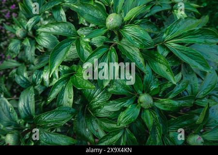 Peony buds after rainfall. Stock Photo
