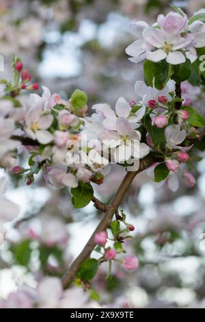Close up of delicate apple blossoms flowering in spring Stock Photo