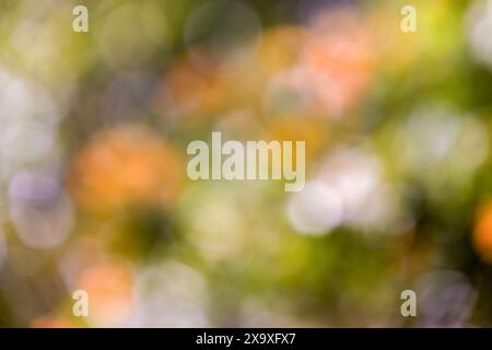 Abstract colorful background from a defocused photography of the vegetation of the forests, in the highlands of the Andean mountains of Colombia Stock Photo