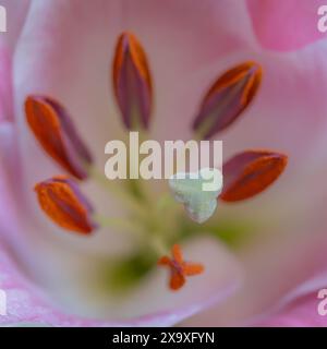 Close up of the centre of a pink lily. Stock Photo