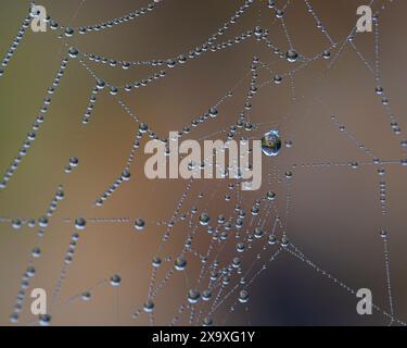 Close up of dew drops in a spiders web. Stock Photo