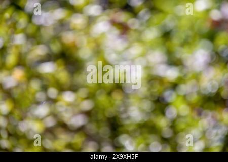 Abstract colorful background from a defocused photography of the vegetation of the forests, in the highlands of the Andean mountains of Colombia Stock Photo