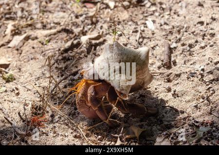 The Land Hermit Crab is able to live far from the sea and only needs to return to the ocean to release their hatching larvae. Stock Photo