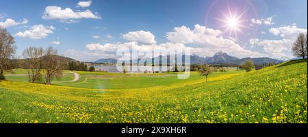 Panorama Landschaft im Allgäu Panorama Landschaft im Allgäu mit Frühlingswiesen und Blick über den Hopfensee zum Säuling, Hausberg von Füssen Hopfense Stock Photo