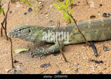 A juvenile Nile or Water Monitor can grow to about 2 meters in body length and is Africa's largest lizard. They are scavengers but can also hunt Stock Photo