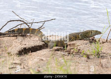 A juvenile Nile or Water Monitor can grow to about 2 meters in body length and is Africa's largest lizard. They are scavengers but can also hunt Stock Photo