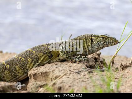 A juvenile Nile or Water Monitor can grow to about 2 meters in body length and is Africa's largest lizard. They are scavengers but can also hunt Stock Photo