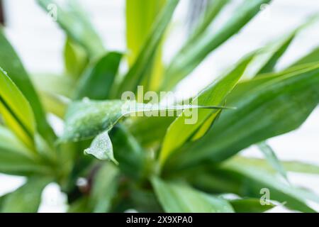 slow motion falling raindrops on leaves of tropical plants Stock Photo