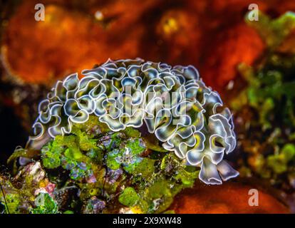 Elysia crispata, common name the lettuce sea slug or lettuce slug, is a large and colorful species of sea slug, a marine gastropod mollusk Stock Photo