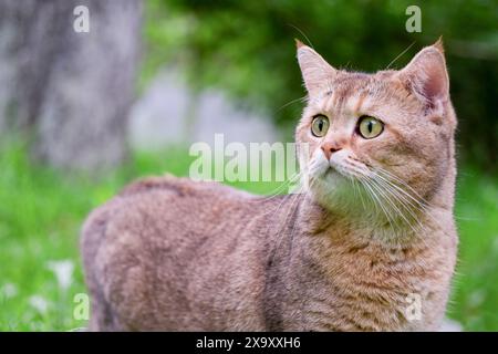 Red cat. Portrait of a surprised Golden Chinchilla cat in nature Stock Photo