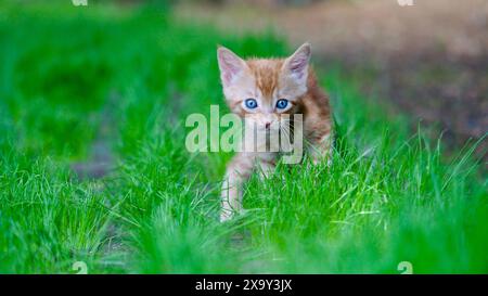 Yellow kitten. Yellow kittens playing in the garden. Yellow stray kitten. Stock Photo