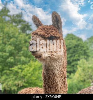 alpaca head in sunshine and blue sky Stock Photo