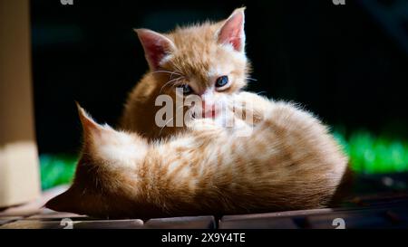 Yellow kitten. Yellow kittens playing in the garden. Yellow stray kitten. Stock Photo