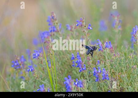 Violet carpenter bee (Xylocopa violacea) taking nectar from the purple-coloured flower. Stock Photo