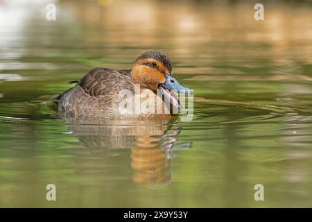 A duck swimming in a pond and its reflection in the water. Stock Photo