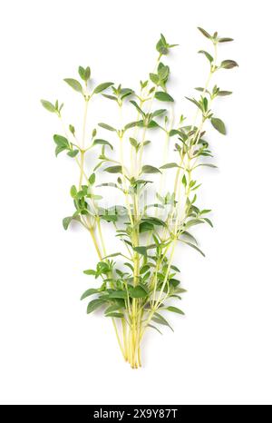 Whole fresh thyme sprigs, green twigs of Thymus vulgaris, from above. A medicinal and aromatic culinary herb, also grown as ornamental plant. Stock Photo